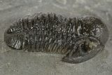Detailed Proetid (Gerastos) Trilobite Fossil - Morocco #340247-2